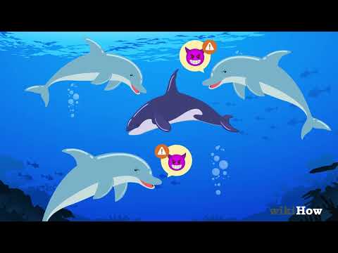 Are Dolphins Evil?