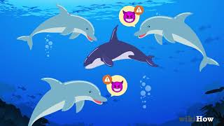 Famous Are Dolphins Evil? Profile