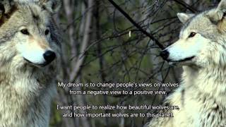 ~ The Majesty Of Wolves ~ A Cinematic Wolf Slideshow