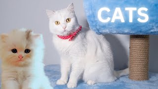 Amazing Cats  How Cats Behave