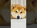 あの日の柴犬こむぎを振り返る