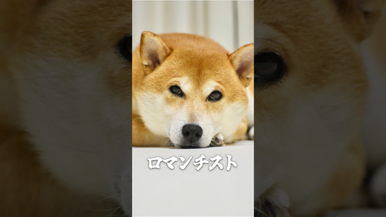 あの日の柴犬こむぎを振り返る