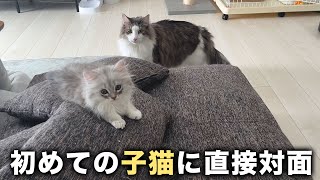 子猫に緊張の直接対面一体どうなる【ノルウェージャンフォレストキャットミヌエット】