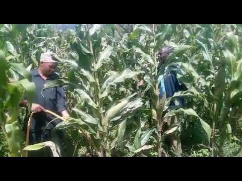 Video: Usambara Violet: Uenezaji Wa Mbegu