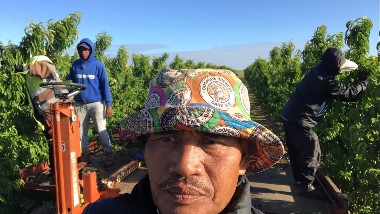 Mag thinning nectarines muna tayo mga Kapitas YouTube