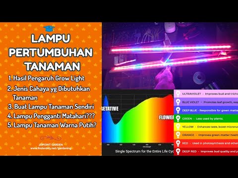 Video: Apa warna cahaya terbaik untuk pertumbuhan tanaman?