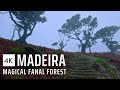 The Magical Fanal Forest | Madeira Walking Tour in the Rain through the Misty Forest