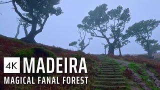 The Magical Fanal Forest | Madeira Walking Tour in the Rain through the Misty Forest