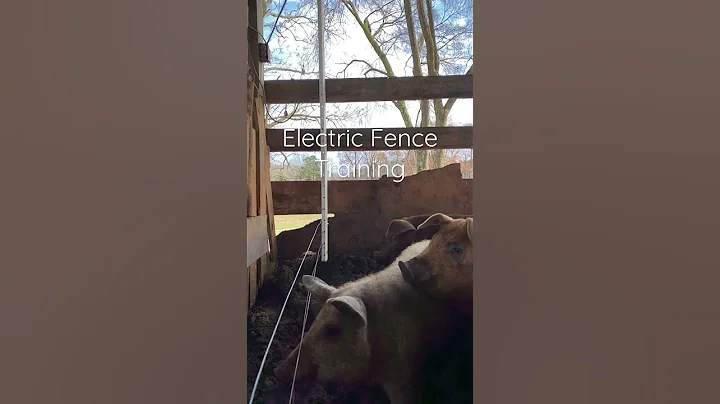 Piglets touch electric fence first time. Training is quick