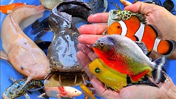 Tổng hợp các video cá cảnh đẹp, động vật dễ thương, cá lau kiếng beo, cá vàng, betta