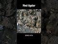 Oyster A lot After The Sea Low Tide #oysters #usa #100kviews #fyp #viral #tiktok #ur #uk #us