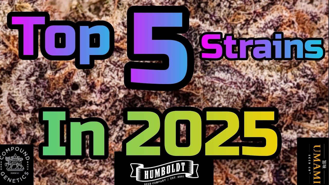 5 лучших штаммов 2025 года, #FC6500