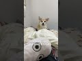 【検証】ハウスないのにハウスって言ってみた#short #shortvideo #コーギー #ドッキリ #corgi