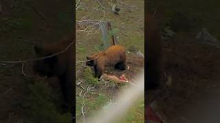 Wild Bear Caught Hunting in the Forest 🐻 | Nature’sRawPower#WildBear #NaturePower #hunting #shorts