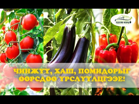 Видео: Фрезия хэрхэн ургуулах вэ: 13 алхам (зурагтай)