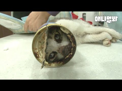 &amp;quot; <strong>Cat</strong> With A Tin <strong>Can</strong> Stuck On Her Head