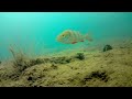  de meest spectaculaire beelden Onderwater