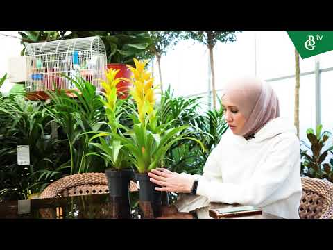 Video: Fern Gullari Qanday Ko'rinishga Ega
