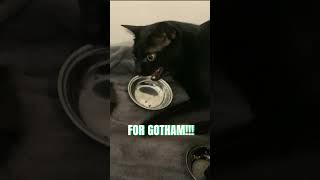 I’m Bagheera…. FOR GOTHAM!!!! Resimi