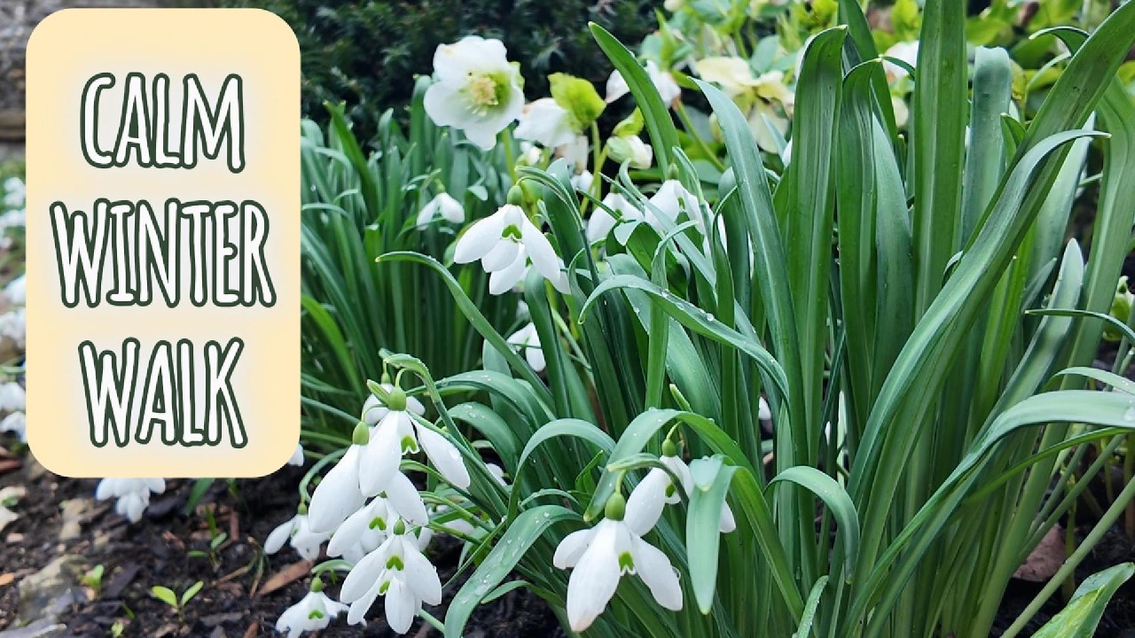 Snowdrops in an English Village: A Calm Winter Walk Through Benington