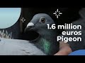 Belgian racing pigeon flies past record in auction  newzee