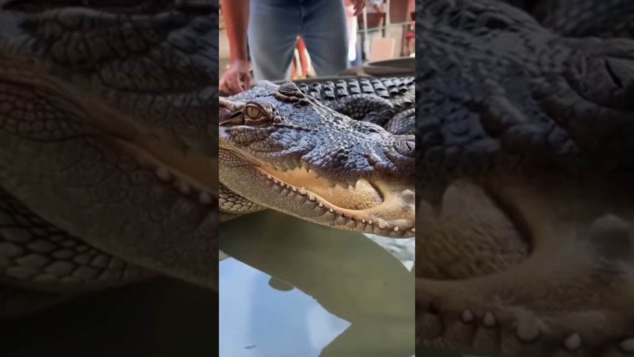 Inside America’s Live Crocodile Market 🐊🇺🇸 | A Real-Life Documentary Scene