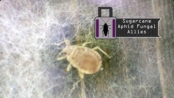 Using Fungi to Control Sugarcane Aphids in Sorghum