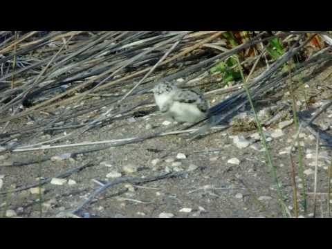 Kentish plover and