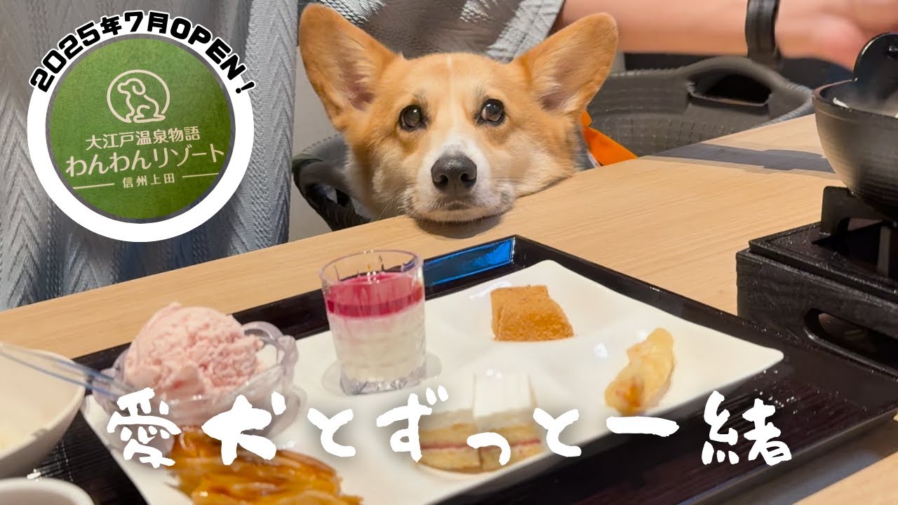 【長野県】大江戸温泉物語《わんわんリゾート信州上田》に行ってきました【コーギー犬】