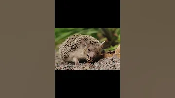 Ушастый ёж — насекомоядное животное