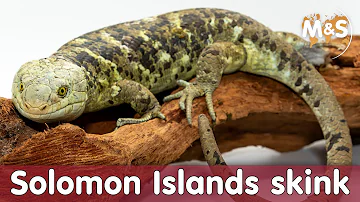 Solomon Islands skink (Corucia zebrata) ποΈ