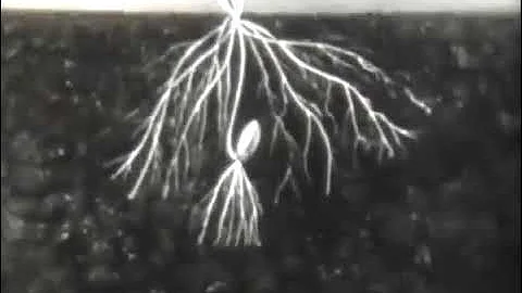 Корневые системы: стержневая и мочковатая