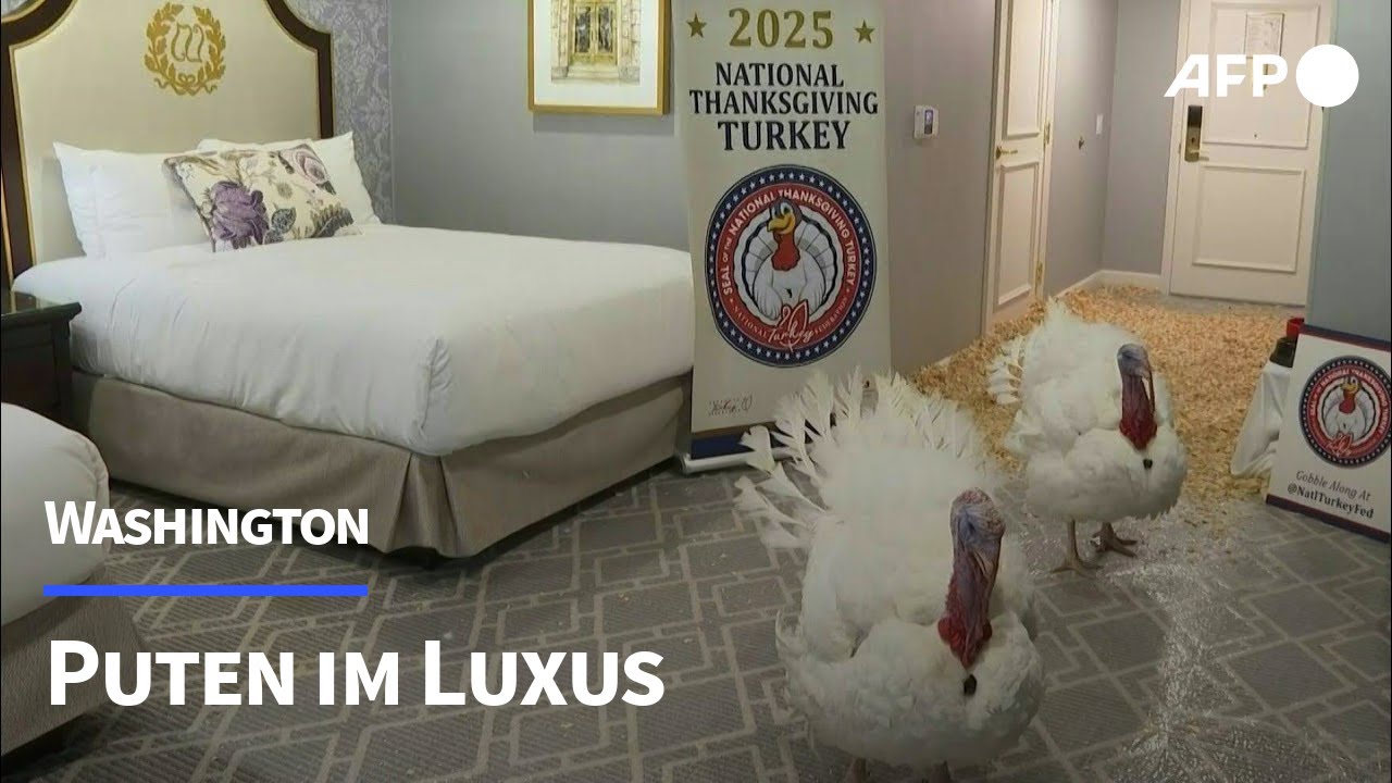 VIPs im Federkleid: Truthähne erwarten Begnadigung durch Trump | AFP