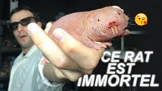 CE RAT EST IMMORTEL ? Vrai ou Faux #73