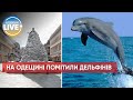 🐬Біля одеського узбережжя помітили дельфінів / Позитивні новини