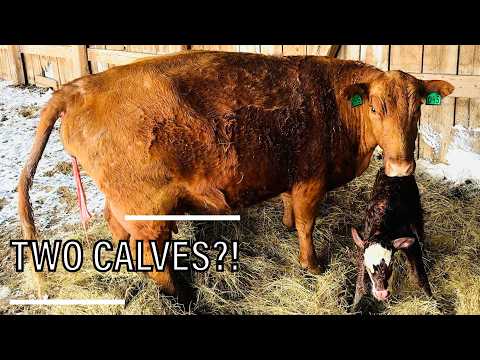 Snowstorm Calving… and a Surprise in the Shed