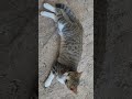 slingky kitty 😺 😍 #catcute #cat #duet