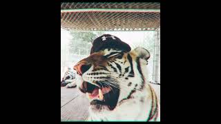 [ FANTASMA ] INSTRUMENTAL // ZION.