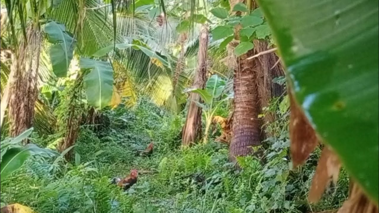 Ganda panaman tilaok ng alpas ganda gawin pangati 