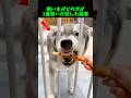 それぞれの犬の思考がこんなに違うのは興味深い