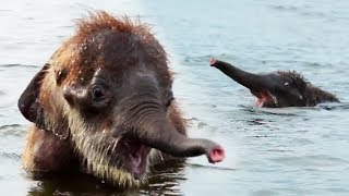 Baby elephant orphans found their human parents