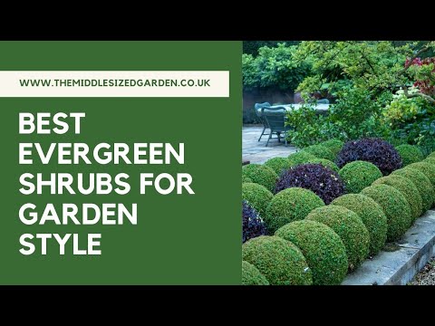 The best evergreen shrubs for clipping into shapes and simple topiary (plus 3 to avoid!)