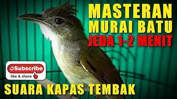 MASTERAN MURAI BATU 🔴 suara KAPAS TEMBAK berjeda 1-2 menit.