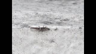 姬蛉幼蟲 - 捕食失敗 Brown Lacewing Larva - Preying Failed 230506