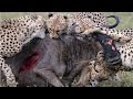 3 Cheetahs Vs Wildebeest : Deathmatch !!
