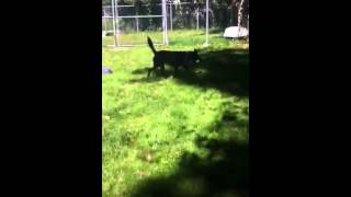 Zigburnaby Spca