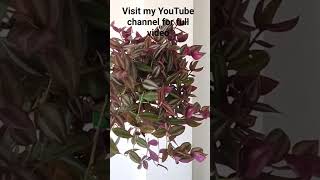 #garden4u #purpleplant #hangingplants #wanderingjew #indoorplanters #gardenidea #uniqueplanters