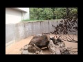 いしかわ動物園 の動画、YouTube動画。