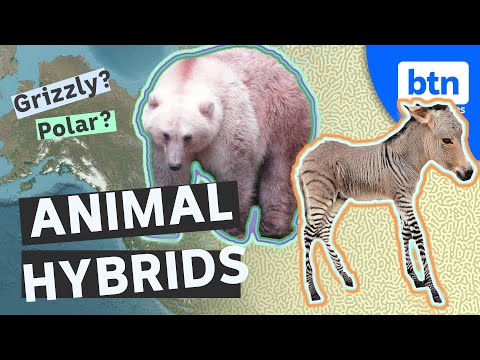 Video: Kan två olika arter föröka sig?
