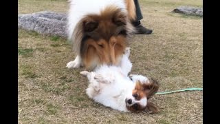 コリー犬 暴れん坊パピヨンが初めて降参しました 犬動画のイヌドーガ コリー犬 暴れん坊パピヨンが初めて降参しました 犬動画のイヌドーガ